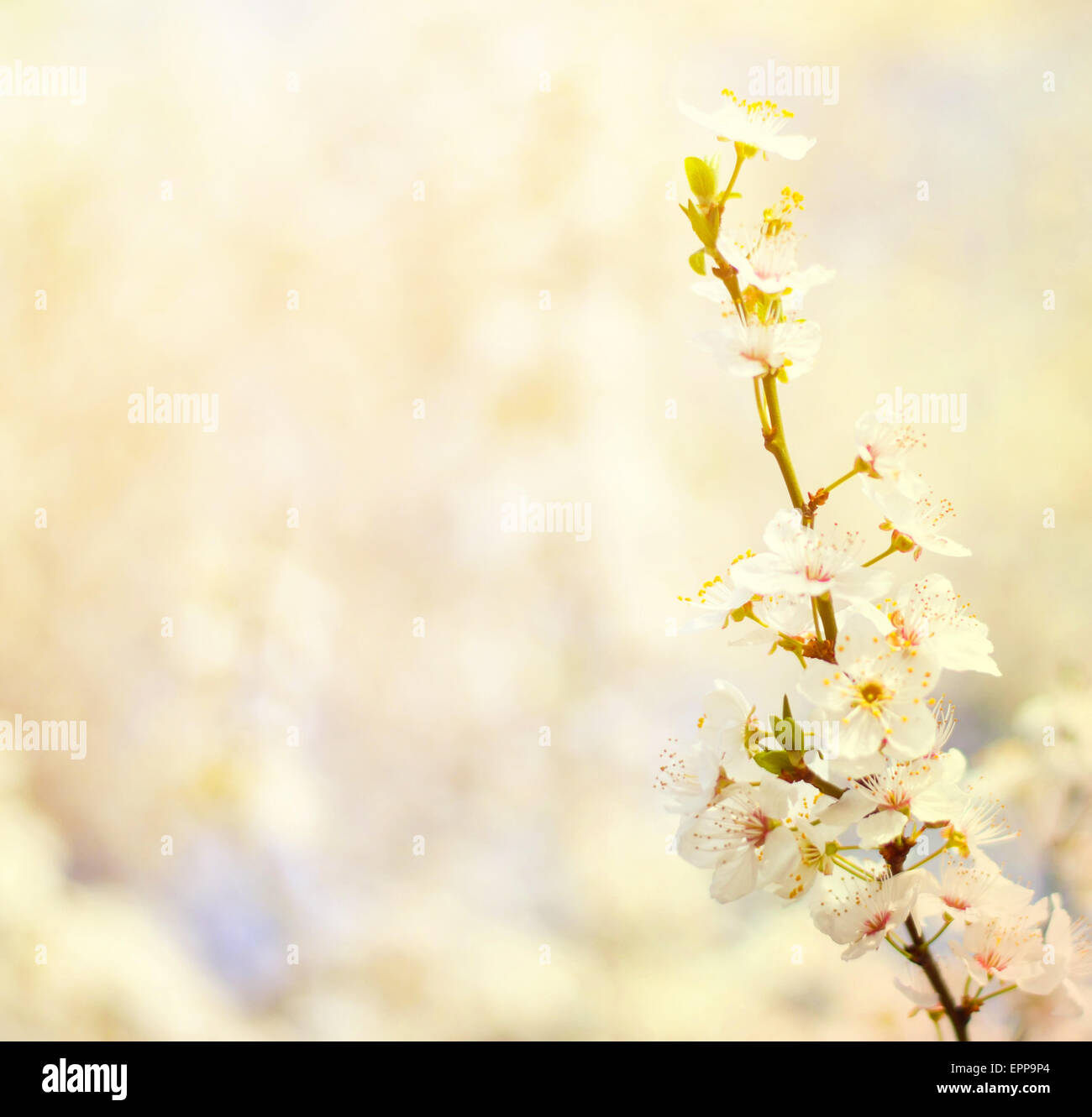 Schöne Pflaume Bracnh mit Blumen gegen erlauben backgroiund Stockfoto