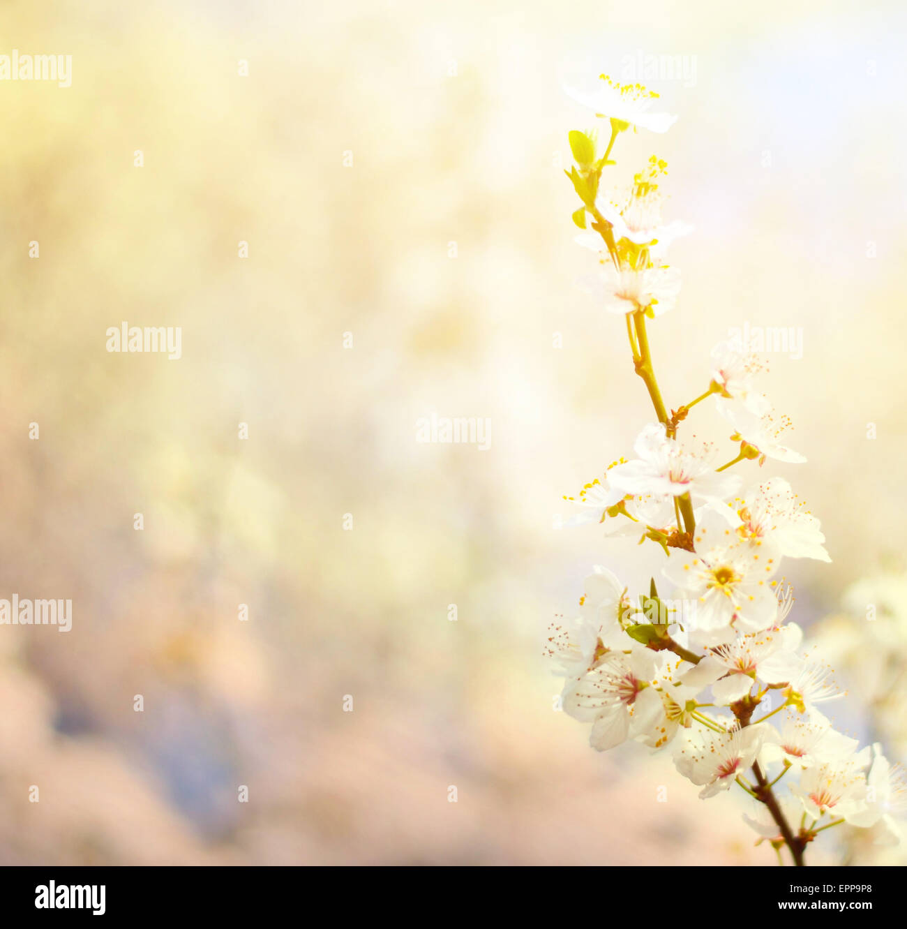 Schöne Pflaume Bracnh mit Blumen gegen erlauben backgroiund Stockfoto
