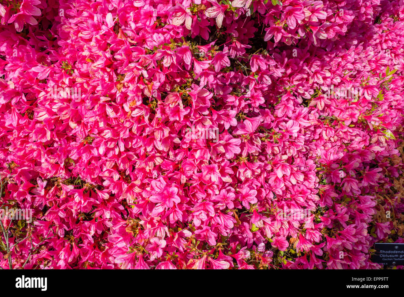 Rosa Azalee Blume Blüte im Garten, Hintergrund. Stockfoto