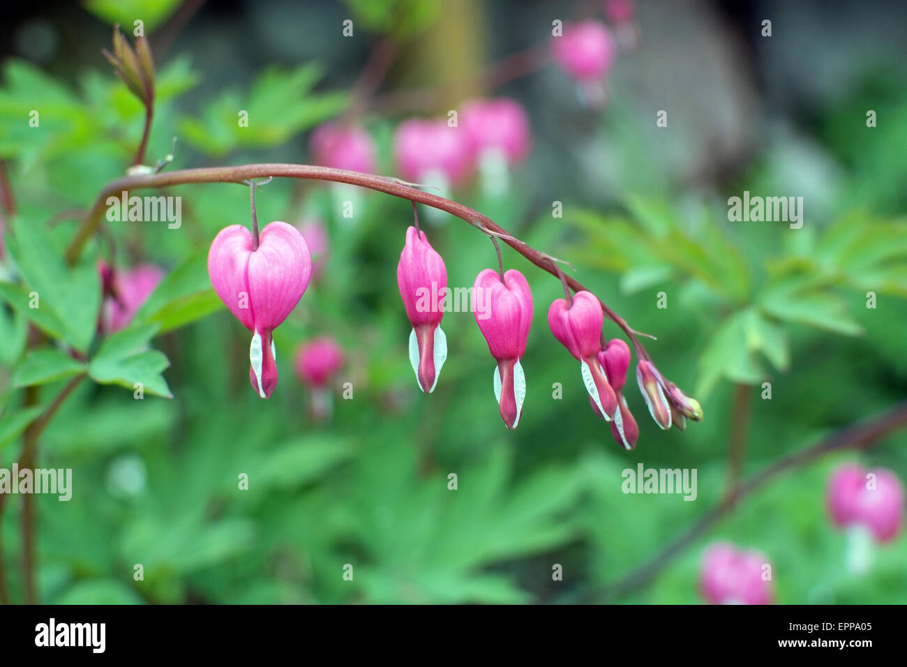 Rosa, Tränendes Herz (Lamprocapnos Spectabilis) blühen im Mai. Stockfoto