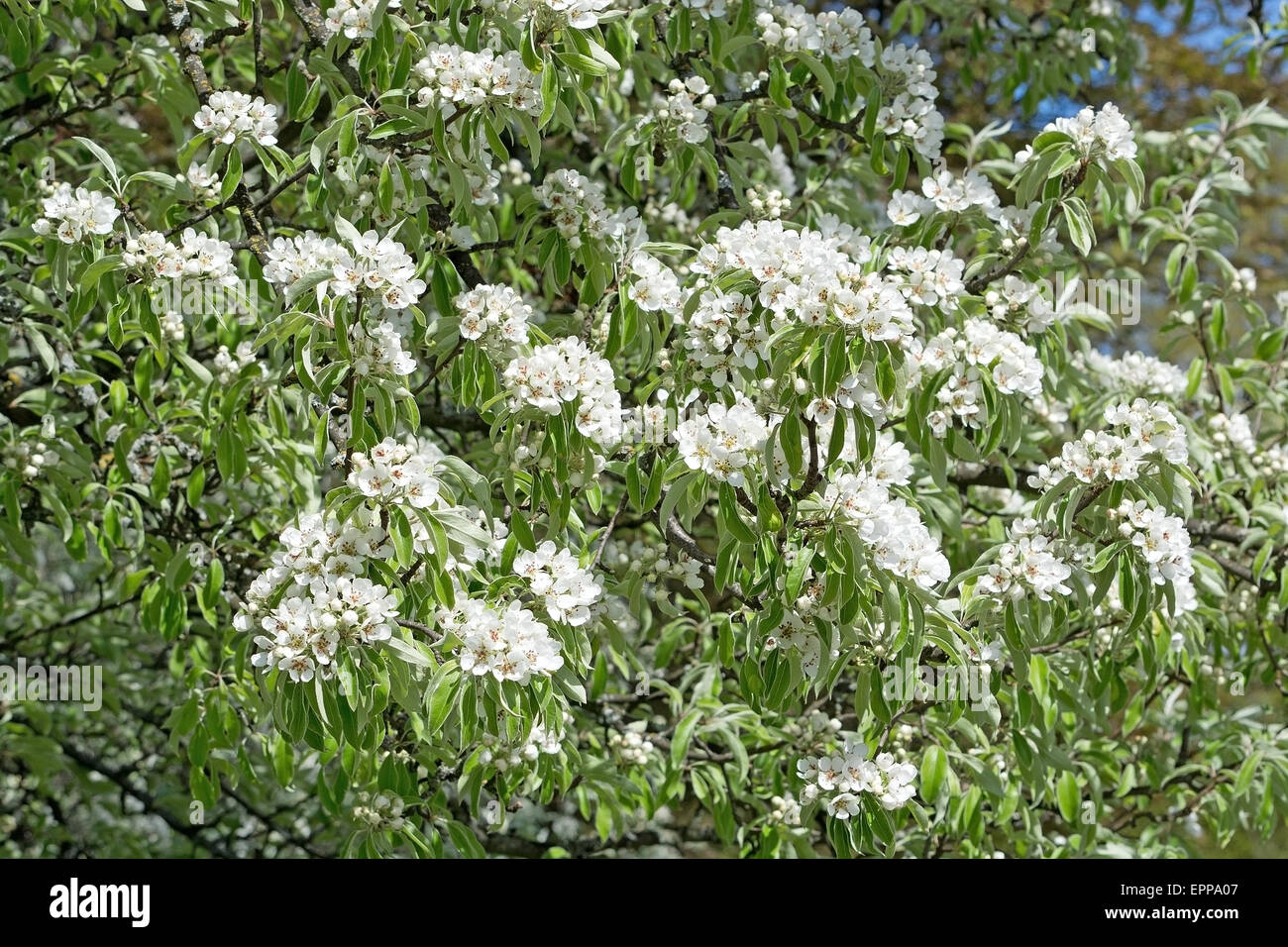 Kirschbaum mit weißen Blüten im Frühling, full-Frame. Stockfoto