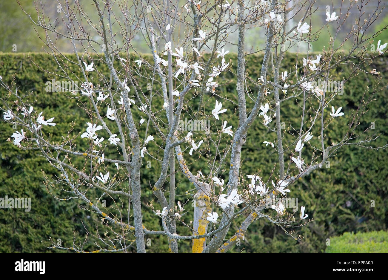 Weiß blühende Magnolie im Mai. Stockfoto