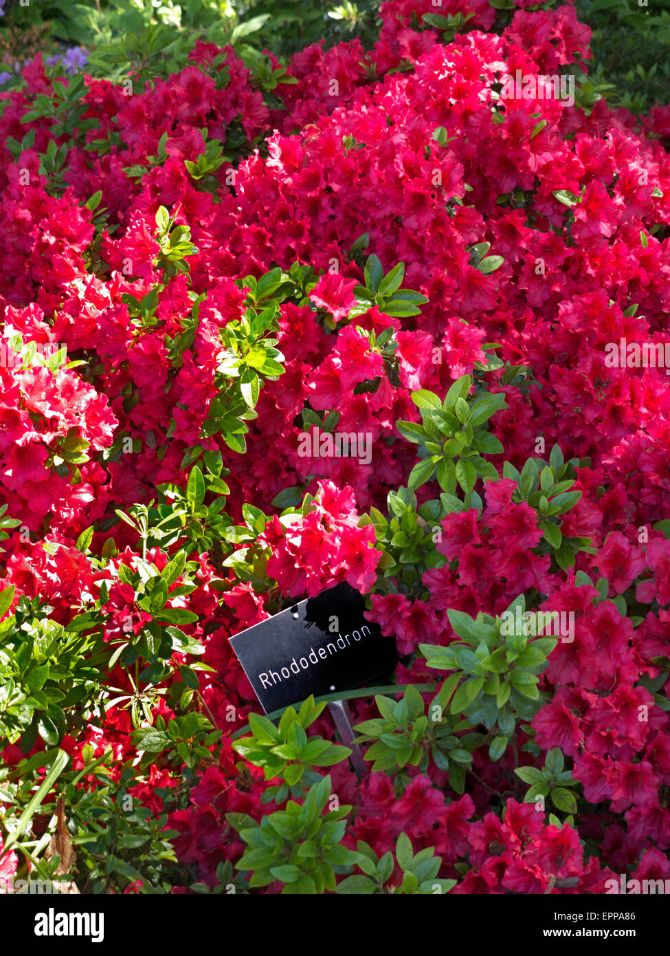 Üppige sonnenbeschienenen rot Rhododendron 'opey' in dappled Schatten in perfekter voller Frühjahrsblüte Stockfoto