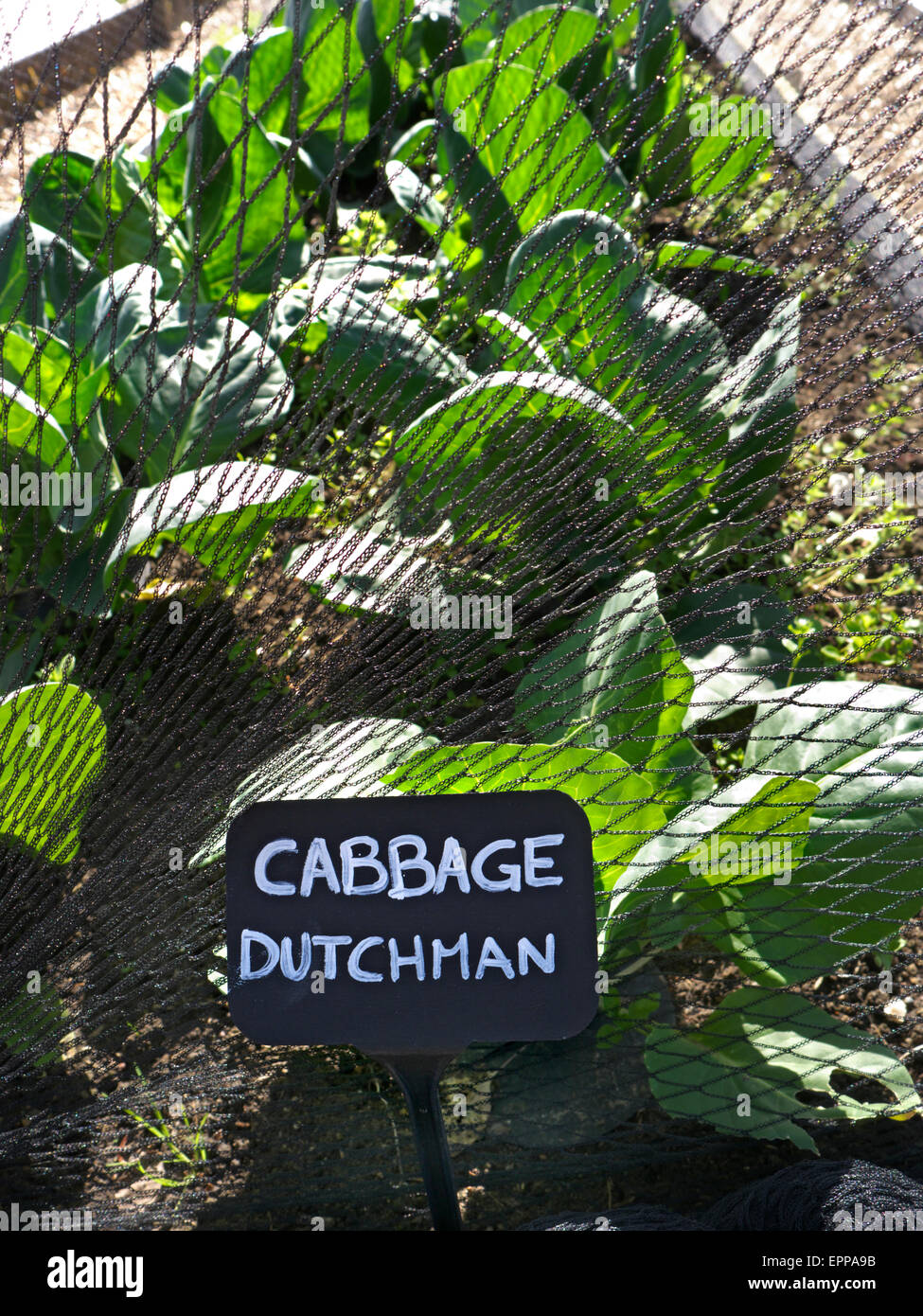 Kohl "Holländer" von Kohl Fliege unter Netzgewebe hergestellt in einem Gemüsegarten mit schwarzem Schiefer Namensplakette geschützt Stockfoto