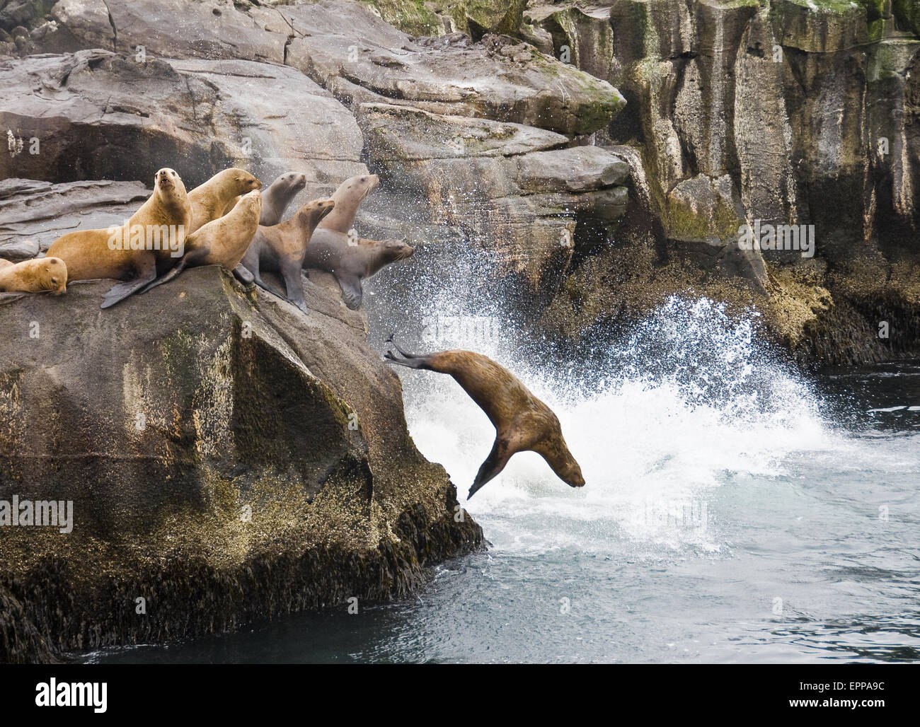 Eine Gruppe von Stellar Seelöwen versammeln sich auf einem Felsvorsprung. Stockfoto