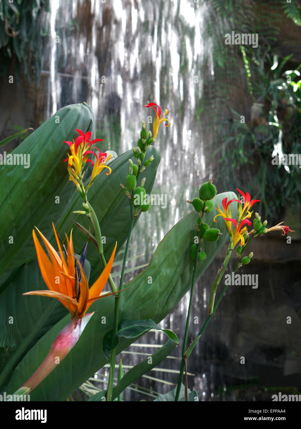 Strelitzia reginae der Vogel der Paradiesblume und anderer tropischer Blumen in einer üppigen warmen exotischen Umgebung mit Wasserfall dahinter Stockfoto Strelitzia reginae der Vogel der Paradiesblume und anderer tropischer Blumen in einer üppigen warmen exotischen Umgebung mit Wasserfall dahinter Stockfoto