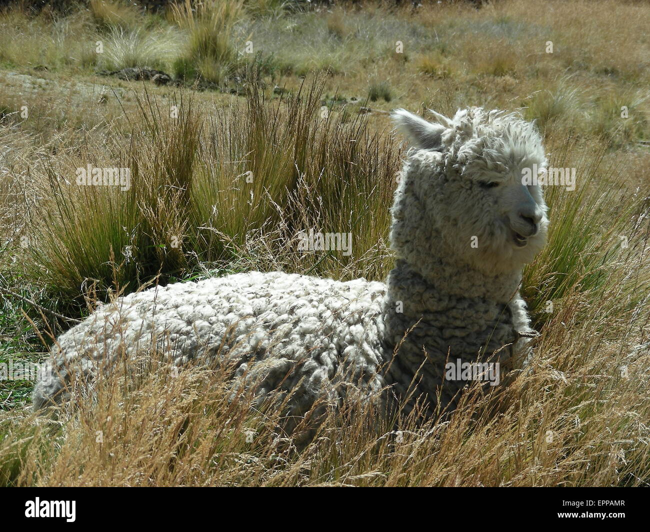 Eine friedliche Lamas in Peru Stockfoto