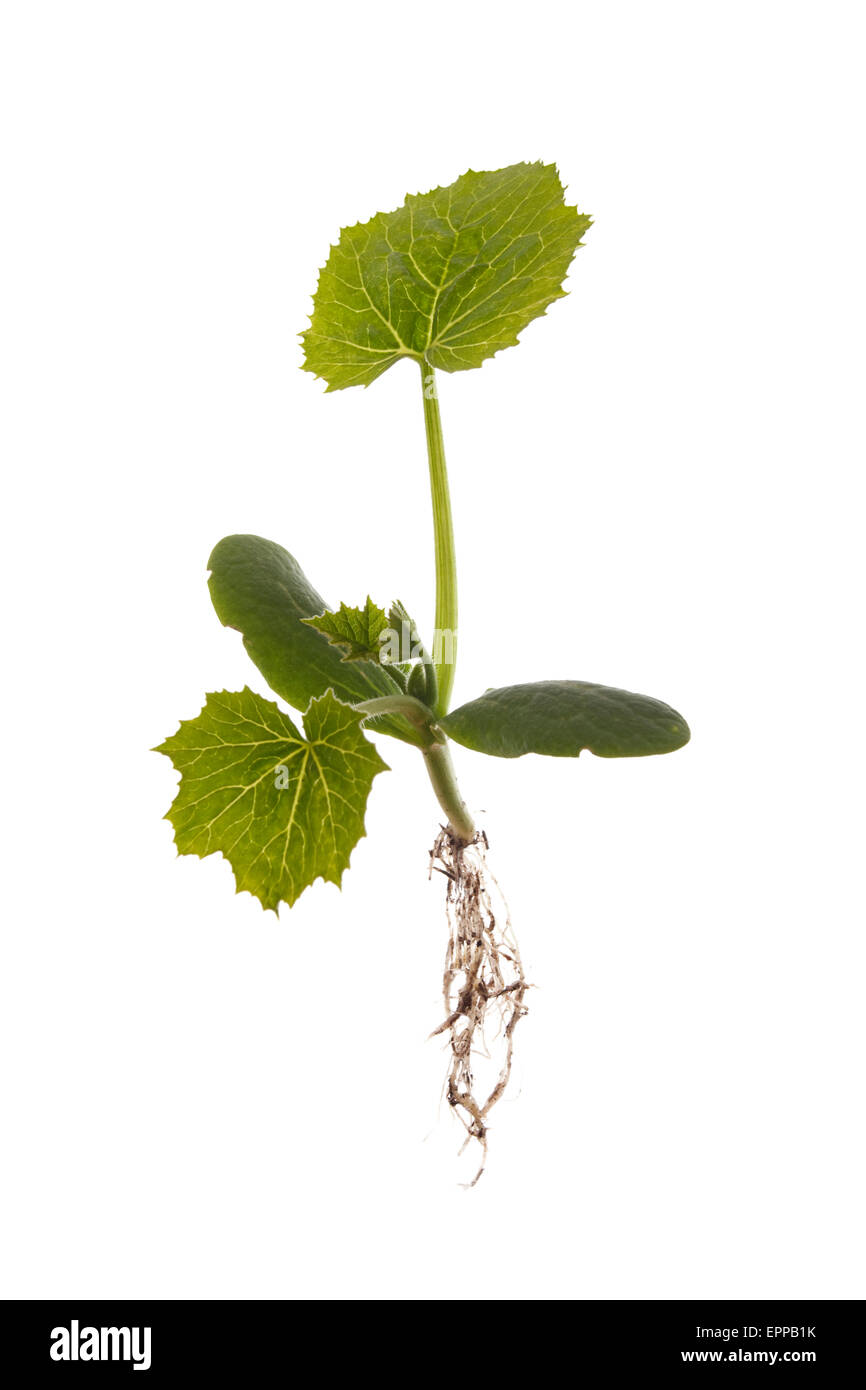Zucchini-Anlage auf weißen Hintergrund isoliert Stockfoto