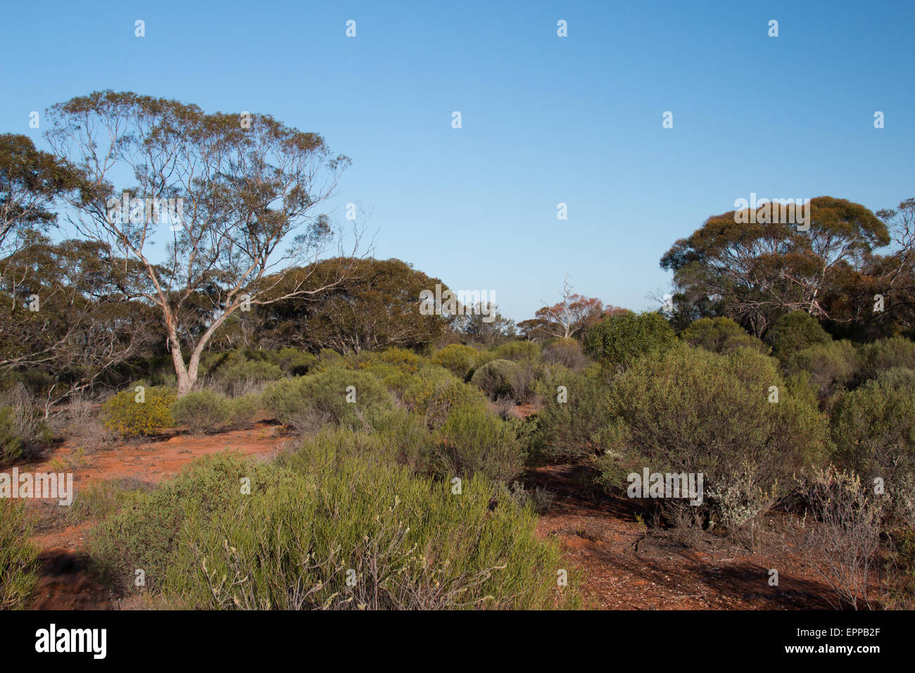 Mallee-Gesträuch im Leimbeckens-Reservat, South Australia Stockfoto
