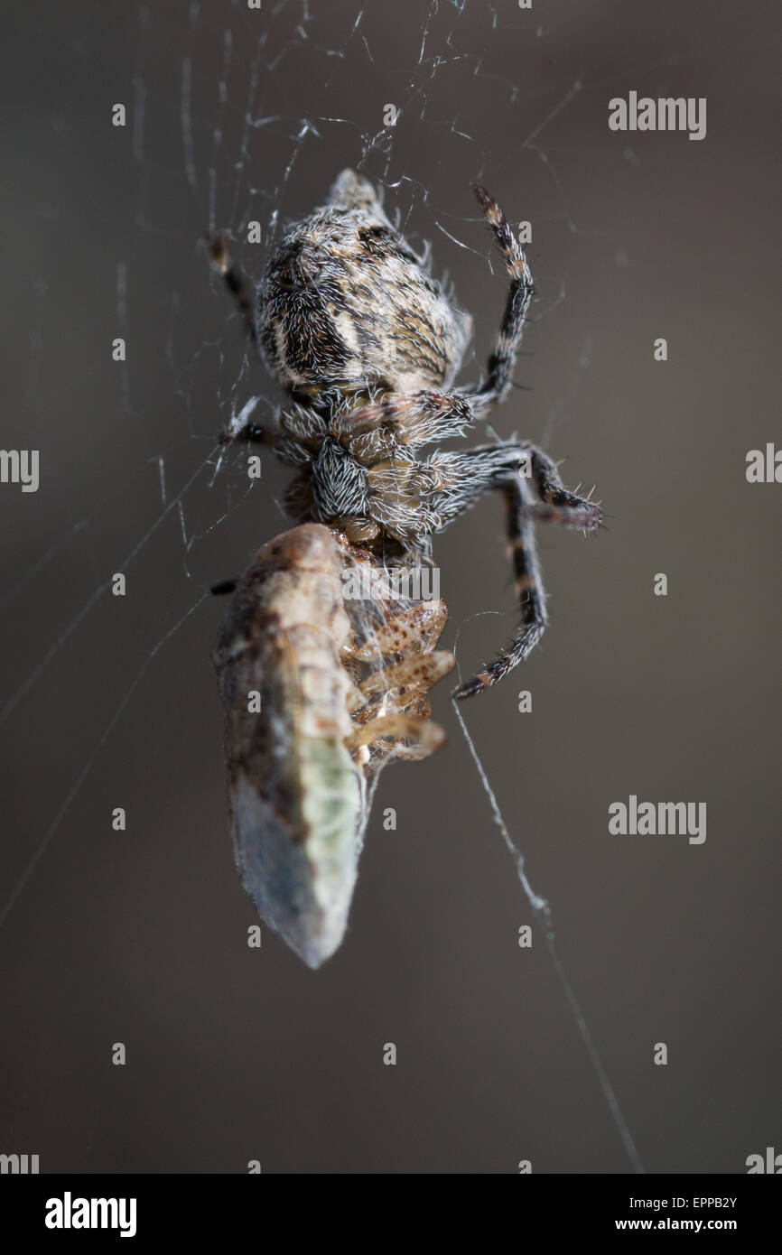 Orb-weben Spinne Umhüllung Insekten Beute gefangen im Netz Stockfoto