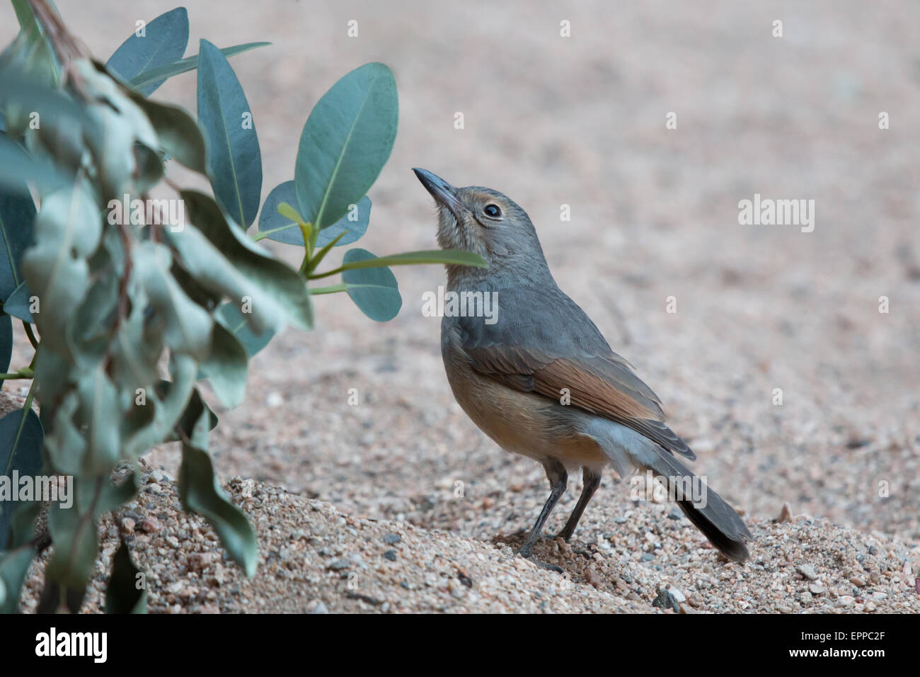 Grey Shrike-Drossel (Colluricincla Harmonica) Stockfoto