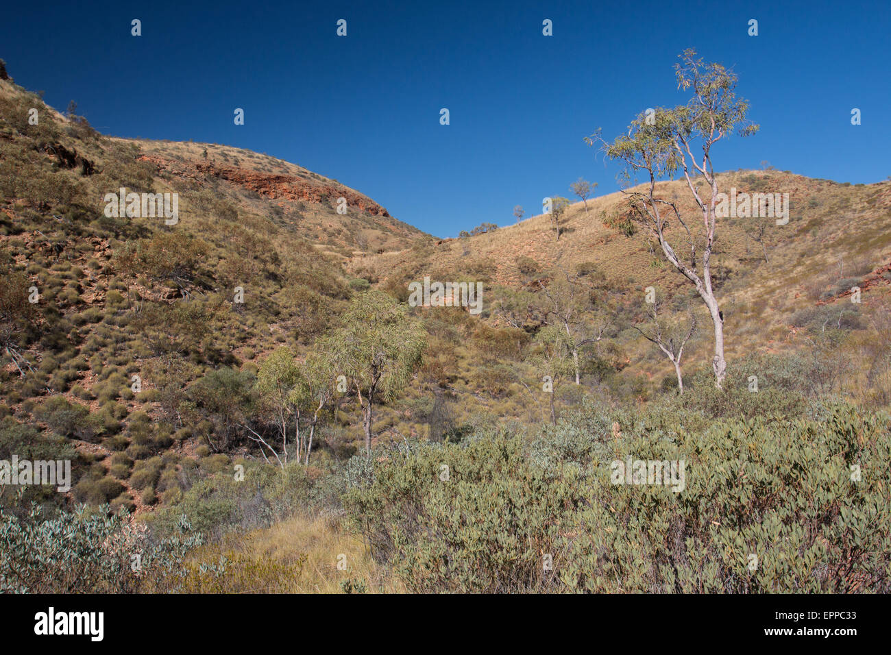 Bewachsenen Tal in Ormiston Gorge in einem ariden Region West MacDonnell Ranges, Northern Territory, Australien Stockfoto