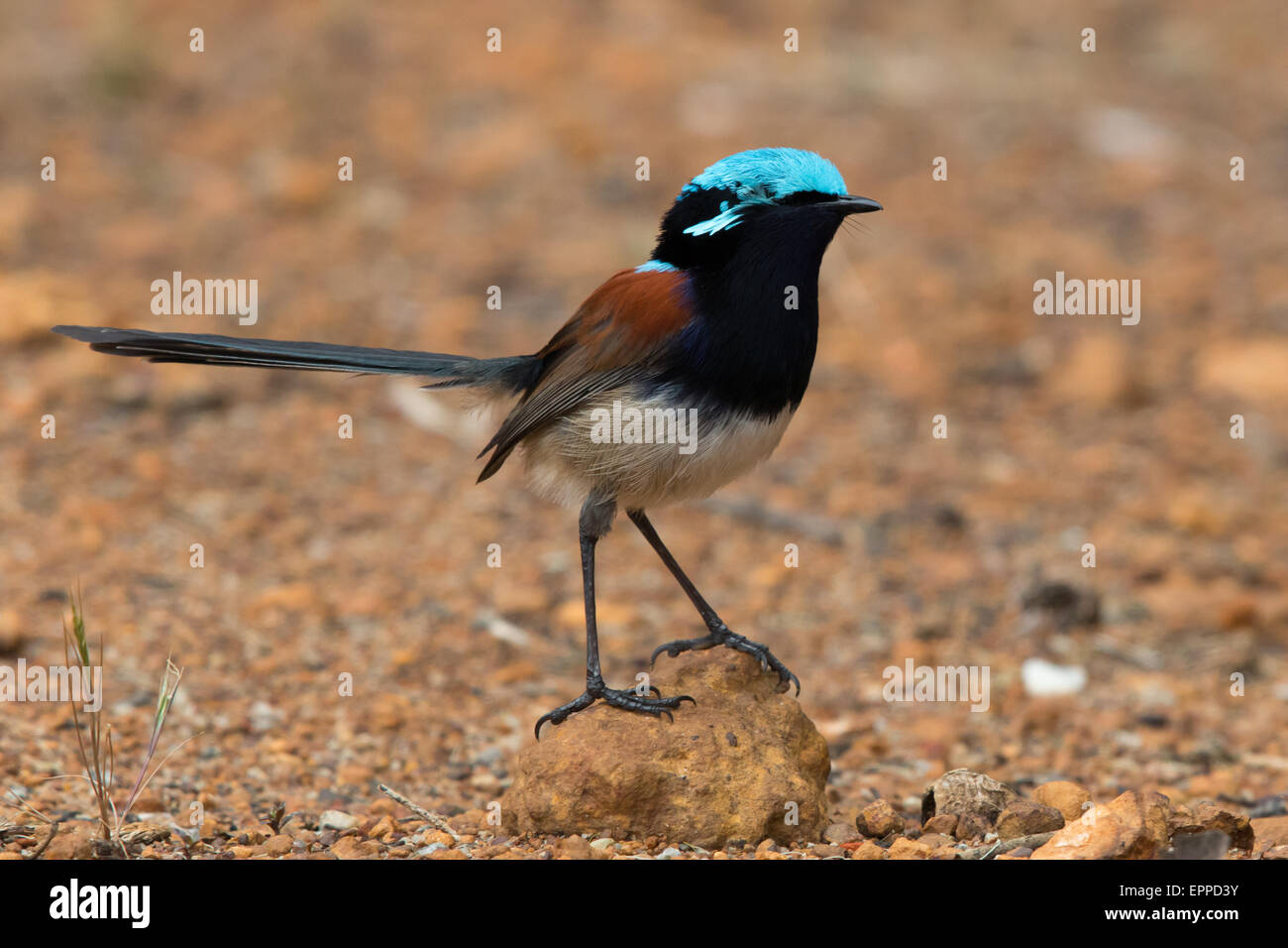 männliche Red-backed Staffelschwanz (Malurus Elegans) mit fehlenden Auge Stockfoto