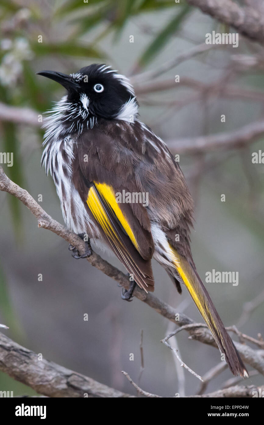 Neues Holland Honigfresser (Phylidonyris Novaehollandiae) Stockfoto