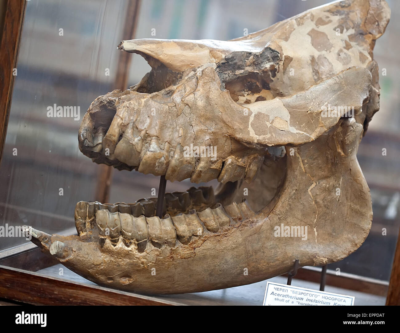 prähistorische Dinosaurier-fossile Schädel mit großen Kiefer Closeup im Museum showcase Stockfoto