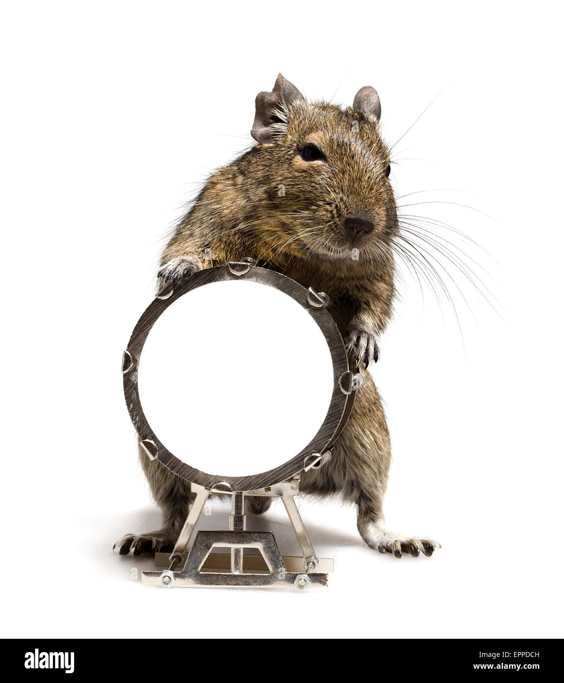 kleine Hamster Nager stehend mit große Trommel in voller Länge Closeup auf weißem Hintergrund Stockfoto