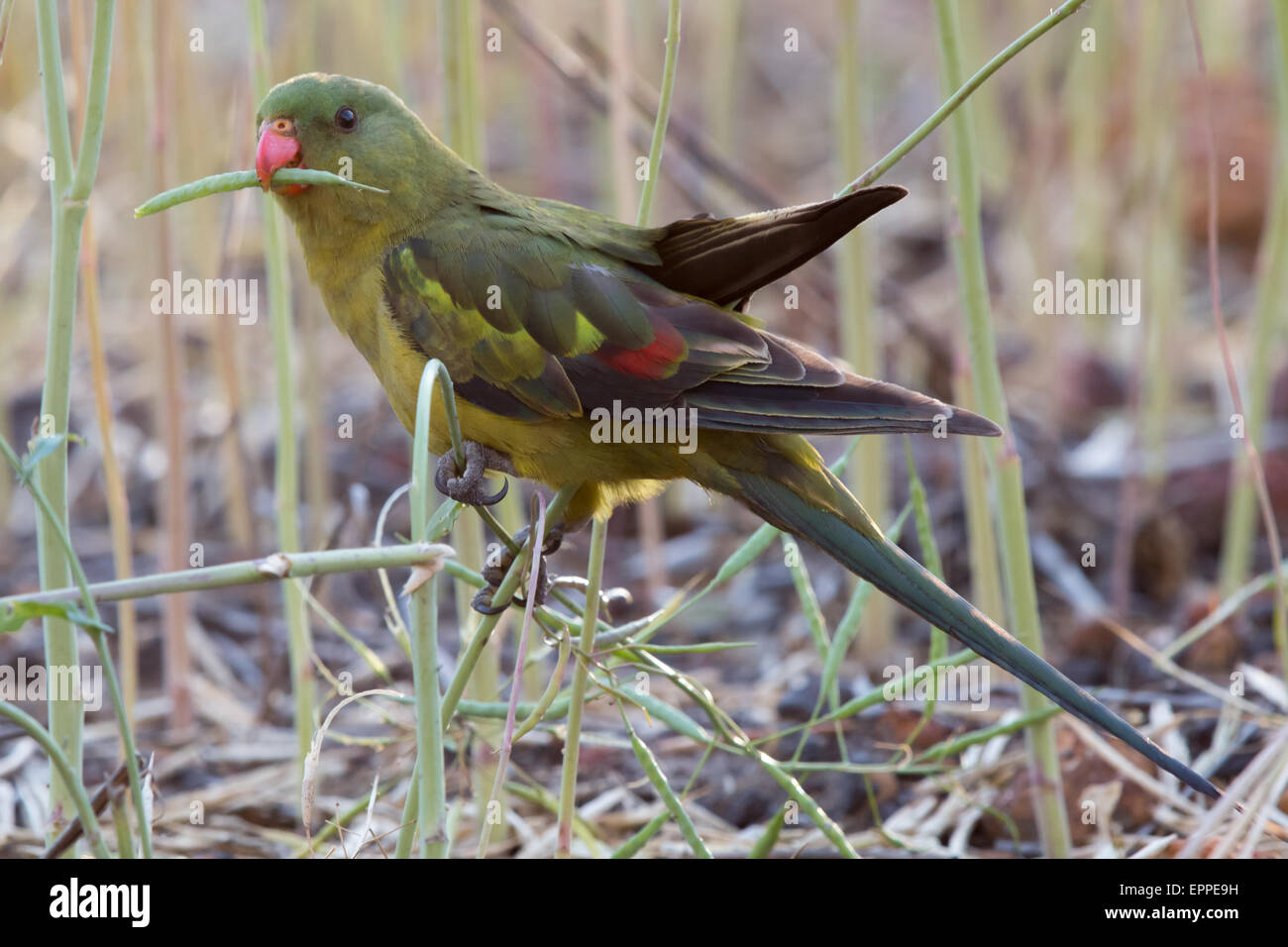 Bergsittich (Polytelis Anthopeplus) ernähren sich von Samen in einem Raps-Feld Stockfoto