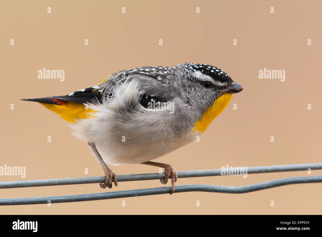 männliche gekerbter Tasmanpanthervogel (Pardalotus Striatus) Stockfoto