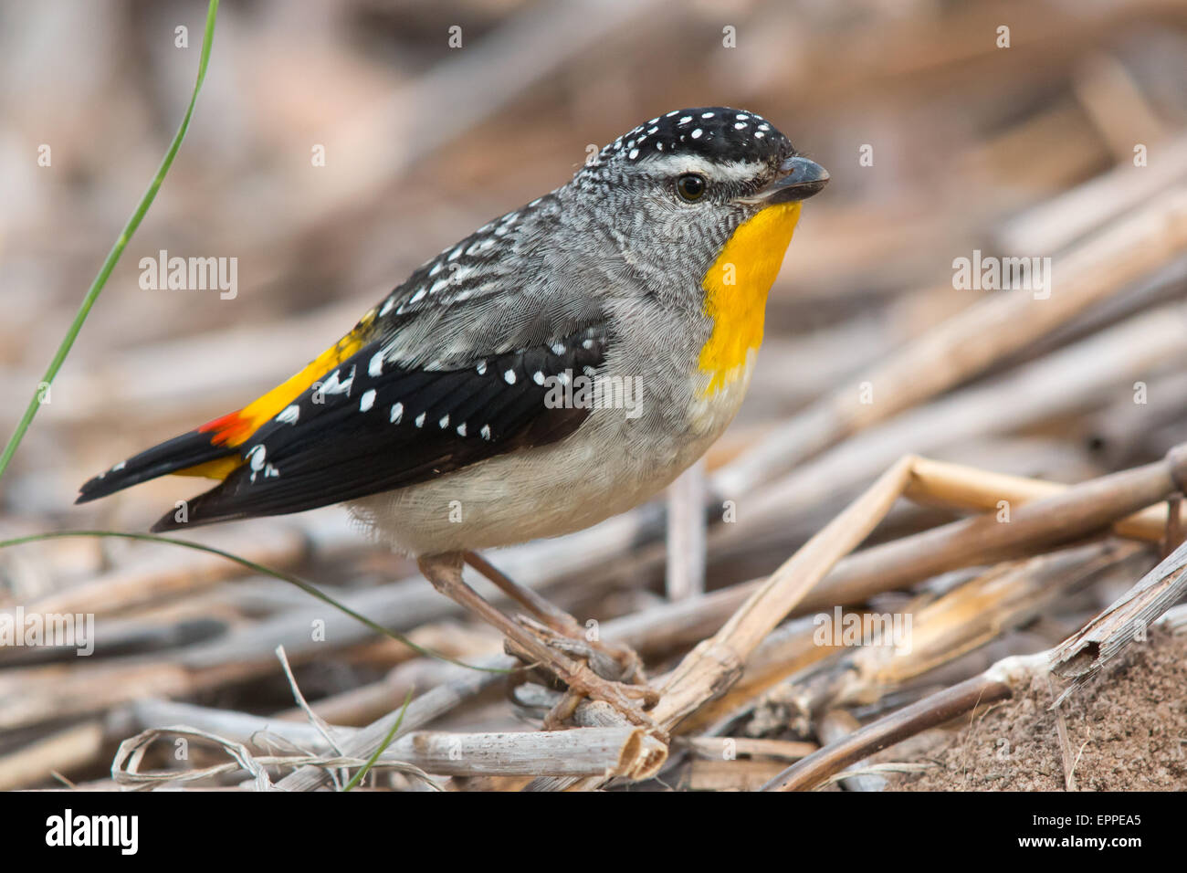 männliche gekerbter Tasmanpanthervogel (Pardalotus Striatus) Stockfoto