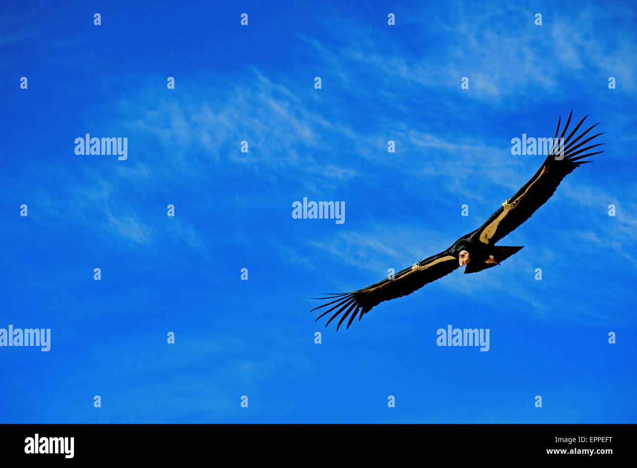Eine Kalifornien-Kondor (Gymnogyps Californianus) schweben über dem Grand Canyon NP in blauen Himmel am 24.02.2009. Stockfoto
