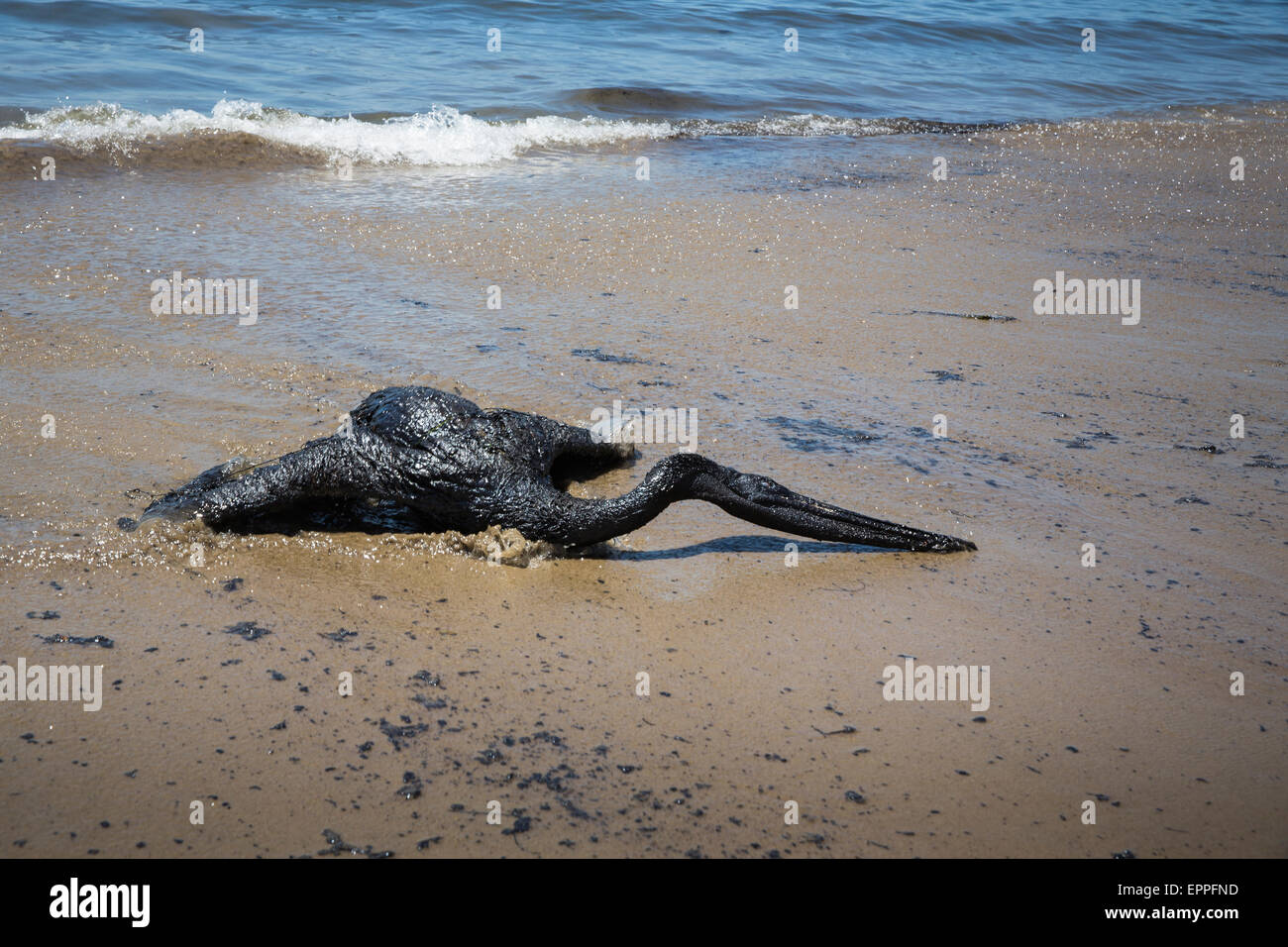 Refugio State Beach, Santa Barbara, Kalifornien, USA. 20. Mai 2015. Ein Öl bedeckten braune Pelikan kämpft um sein Leben nach eine geplatzte Pipeline Zehntausende von Gallonen Öl an der Santa Barbara Küste auf 20. Mai 2015 verschüttet. Bildnachweis: Scott London/Alamy Live-Nachrichten Stockfoto