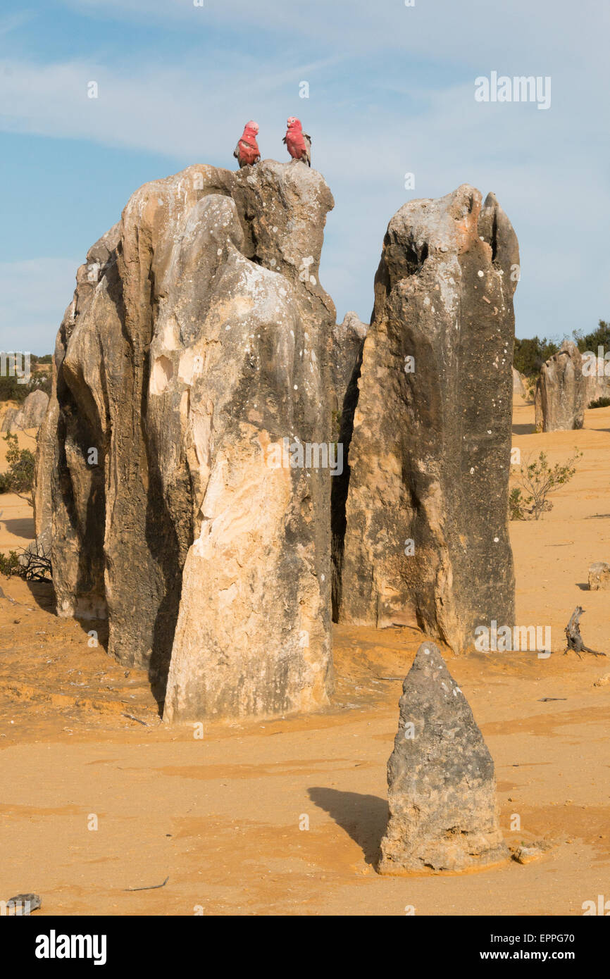 Paar Rosakakadus auf eine steinerne Monolith bei The Pinnacles, Western Australia Stockfoto