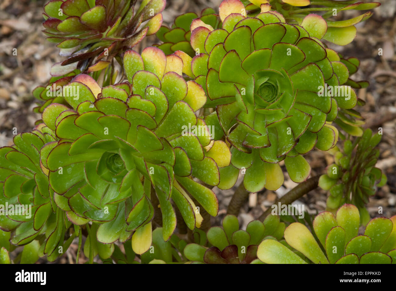 Sukkulenten wachsen in einem Garten in Monterey, Kalifornien Stockfoto