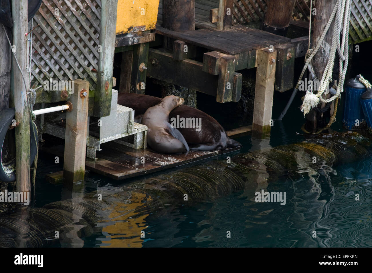 Seelöwen hängen am Fishermans Wharf, Monterey, Kalifornien Stockfoto
