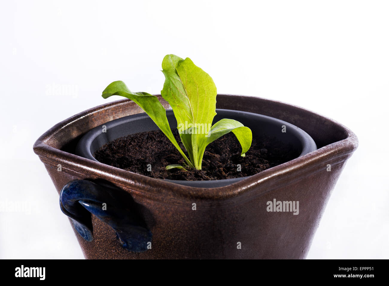 Salat-Pflanze in einen Topf geben, etwas kleines wachsen groß, neue grüne kleine Wachstumsschwäche beginnen beginnen Ausschnitt weißen Hintergrund Hintergrund exp Stockfoto