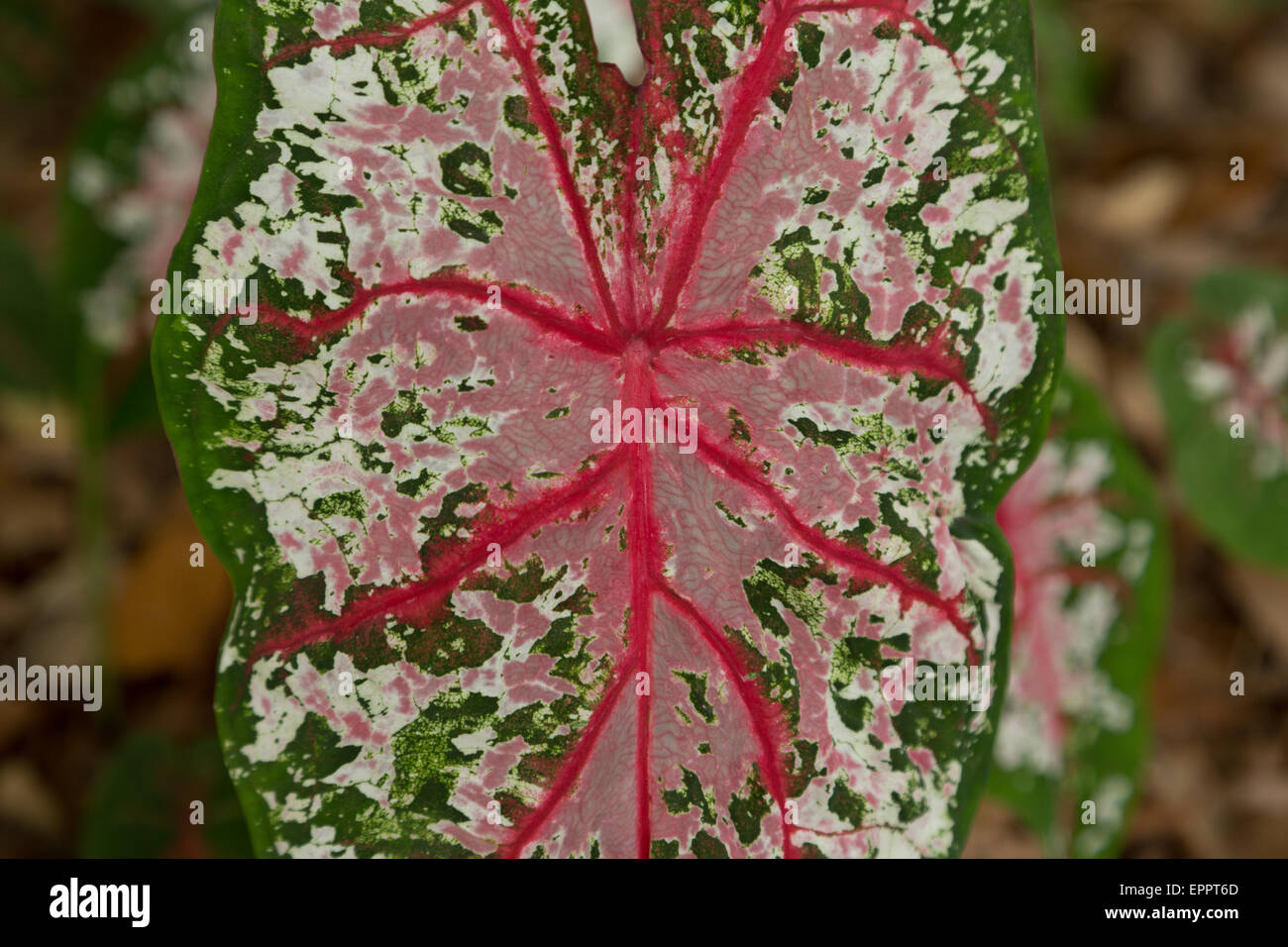 Ein Foto von Carolyn Whorton rosa Caladium oder rosa Schönheit Caladium hautnah. Bekannt für ihre sehr bunte Blätter. Stockfoto