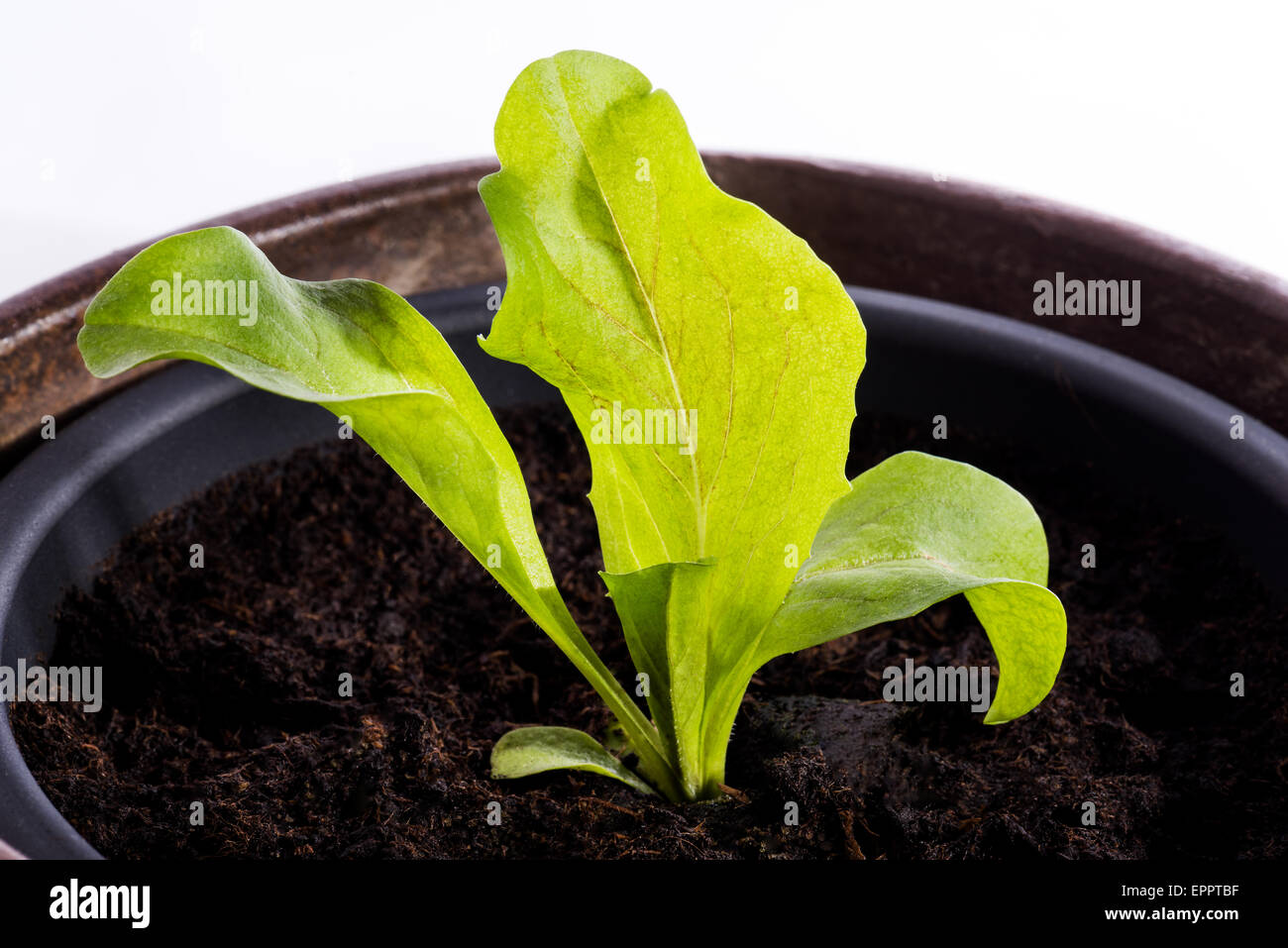 Salat-Pflanze in einen Topf geben, etwas kleines wachsen groß, neue grüne kleine Wachstumsschwäche beginnen beginnen Ausschnitt weißen Hintergrund Hintergrund exp Stockfoto