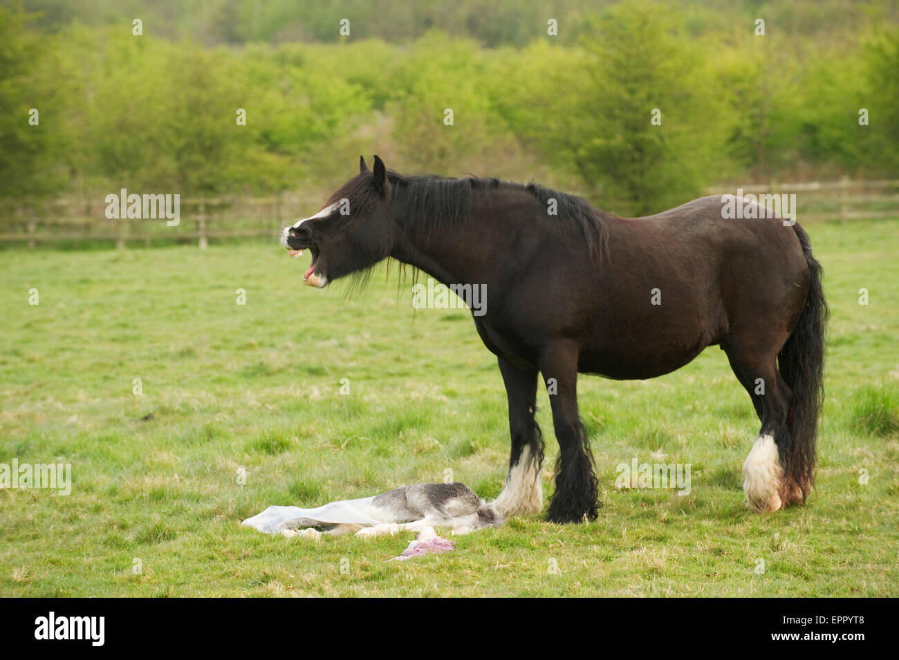 Trauer um ihre Toten noch geboren Fohlen Pferd Stockfoto