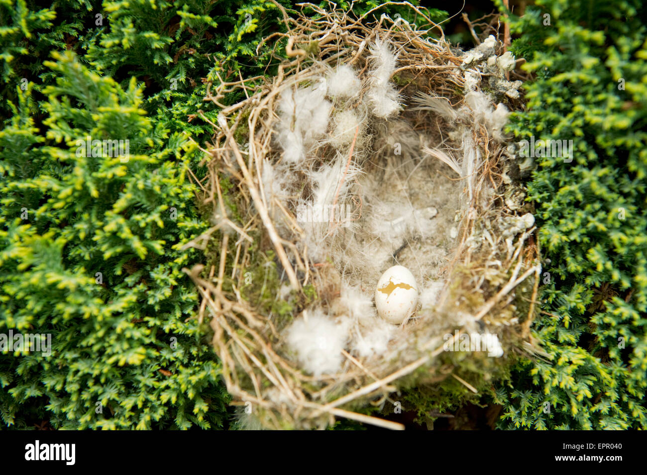 Europäischen Grünfink (Zuchtjahr Chloris) Nest mit gebrochenen Ei Stockfoto