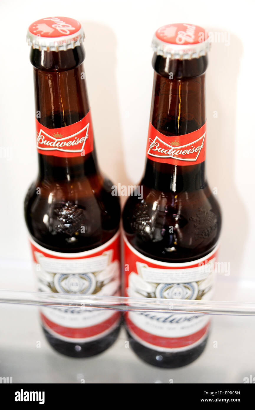 Zwei kleine Flaschen Budweiser Bier, die in einem Kühlschrank stehen und kühl halten Budweiser ist ein helles Bier, das von AnheuserÐBusch hergestellt wird Stockfoto