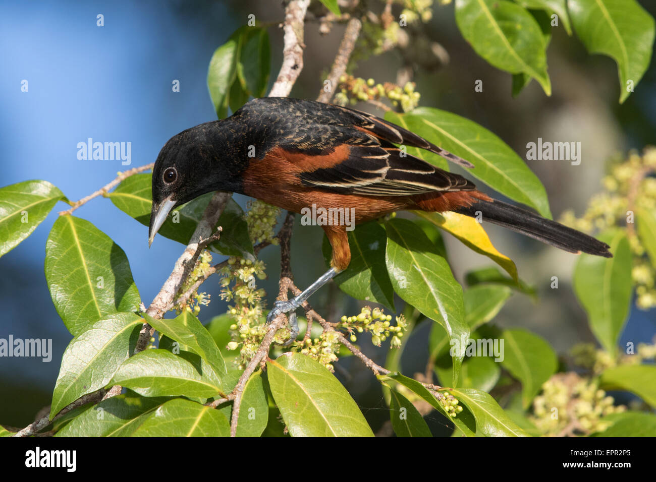 Obstgarten Oriole (Ikterus Spurius) in einer Cashew-Baum Stockfoto