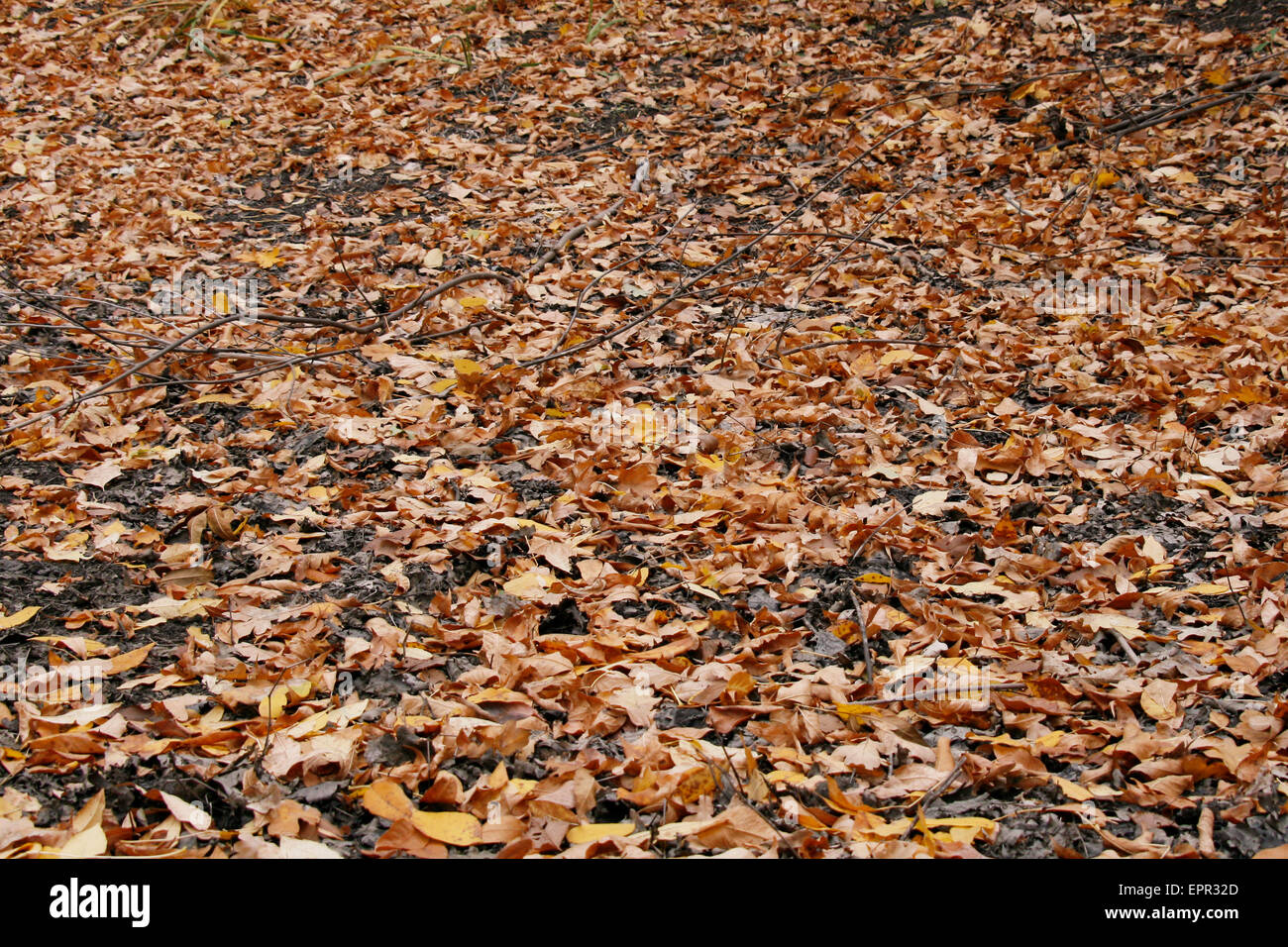 Die nach unten Laub einer Ahorn-Abdeckung mit warmen Farben AUT. Stockfoto