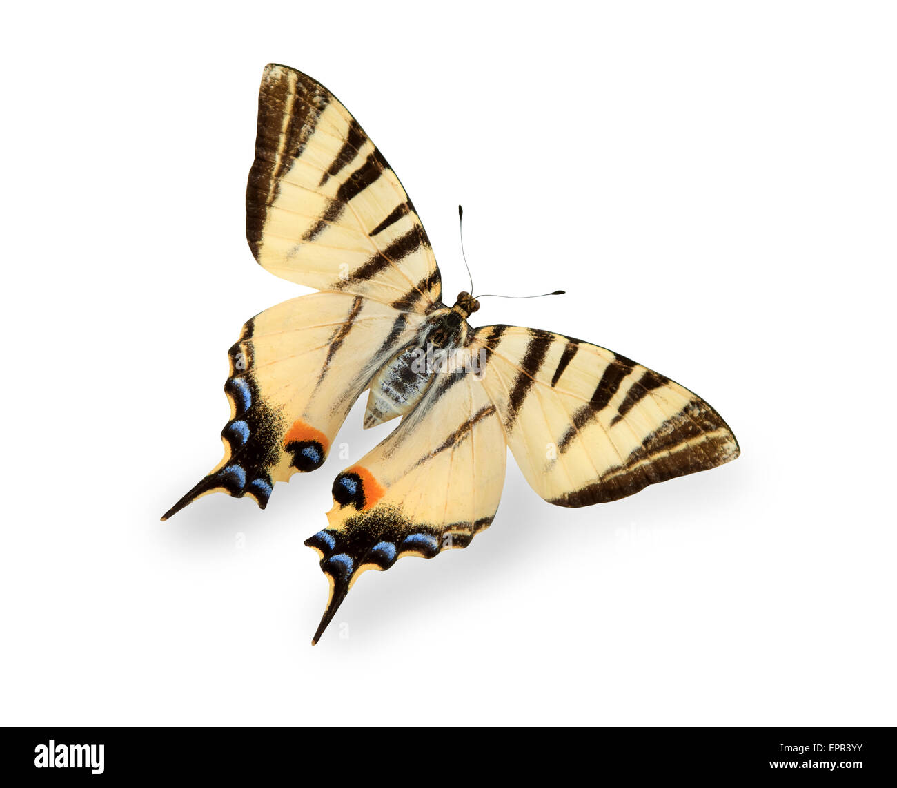 Gelben Schmetterling isoliert auf weiss Stockfoto