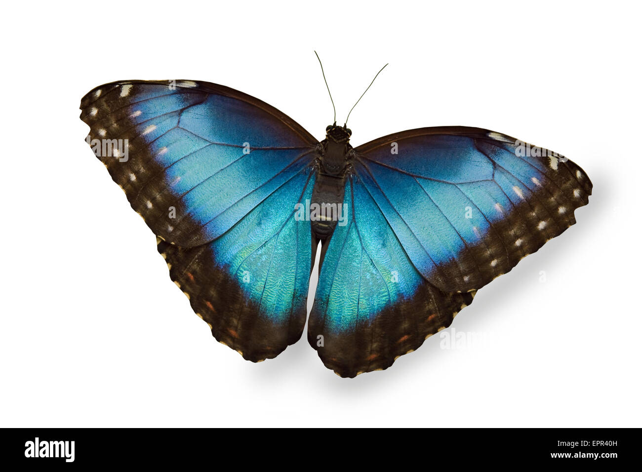 Blauer Schmetterling isoliert auf weiss Stockfoto