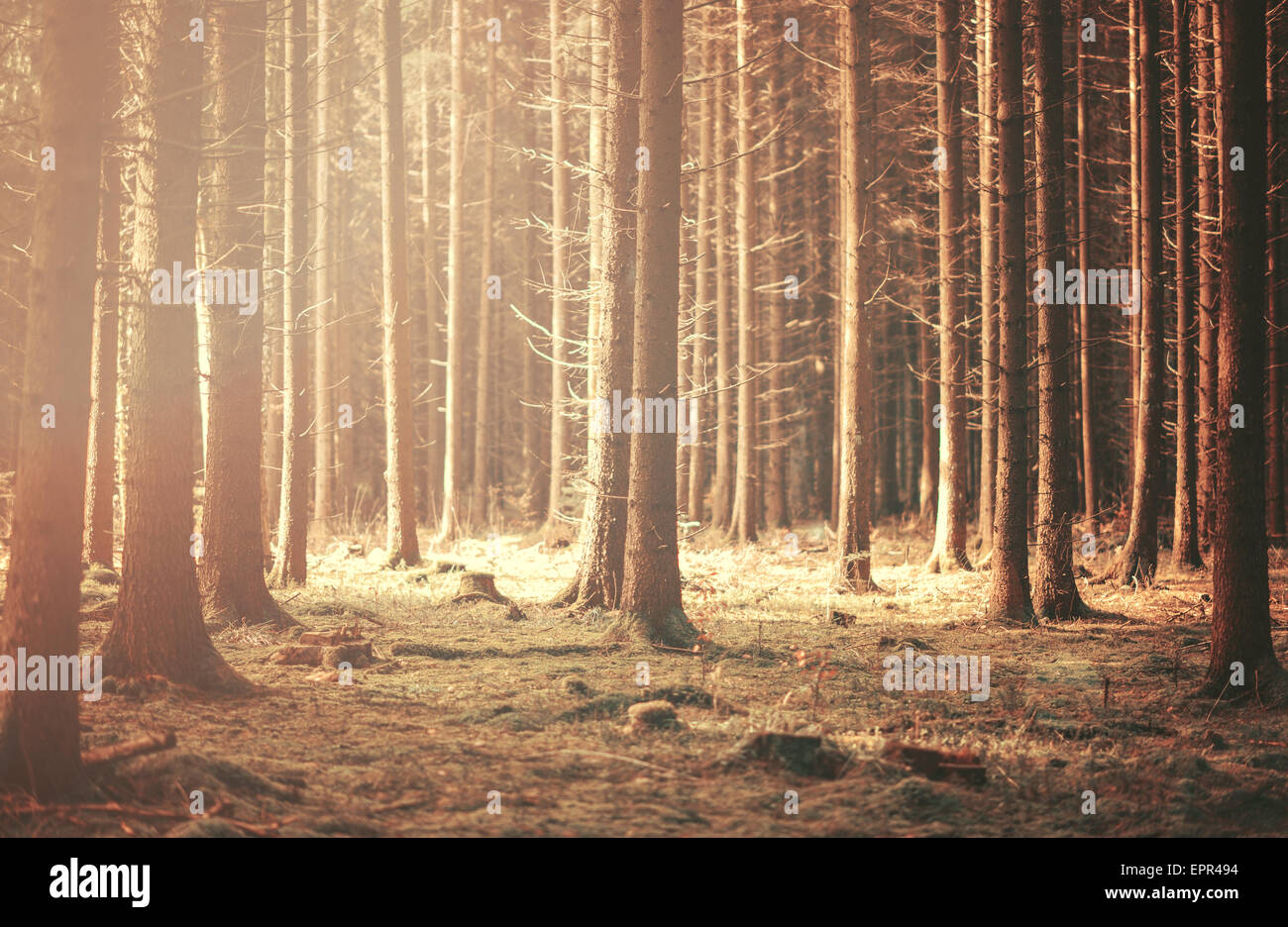 Mystische Herbstwald Stockfoto