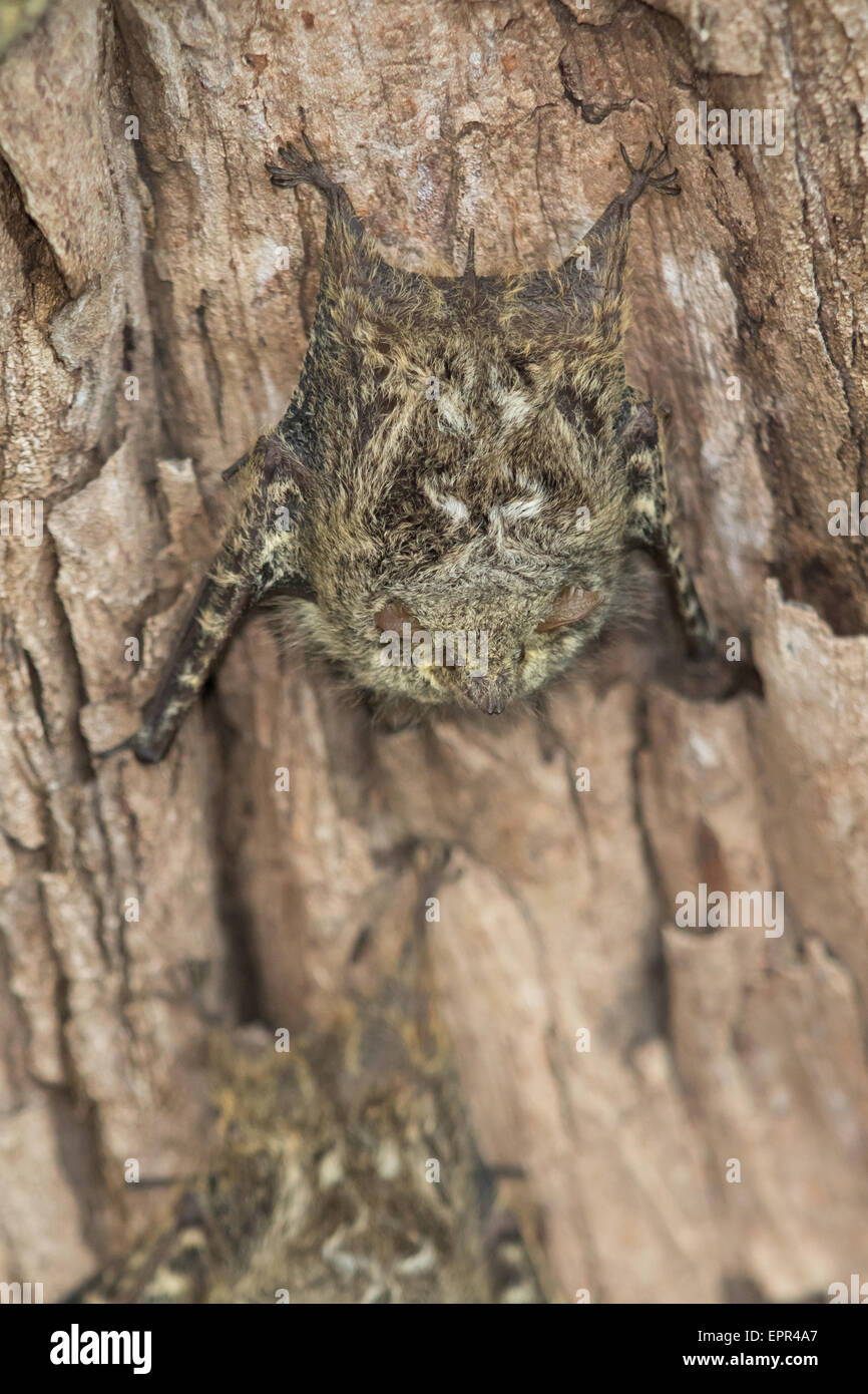 Rüssel Bat (Rhynchonycteris Naso) Schlafplatz auf einem Baumstamm Stockfoto