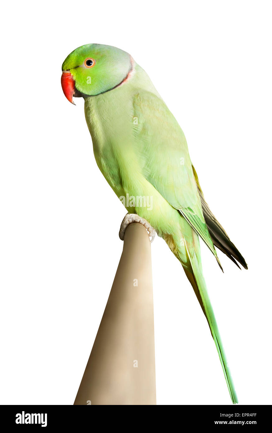 Grüner Papagei auf einem Ast über weißen isoliert Stockfoto
