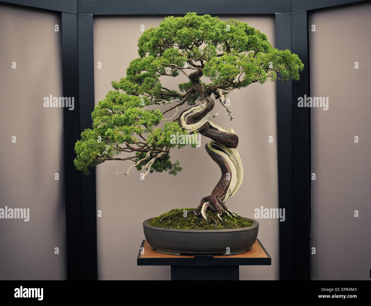 einzelne Bonsai-Baum auf einem Ständer mit japanischen Stil Hintergrund Stockfoto