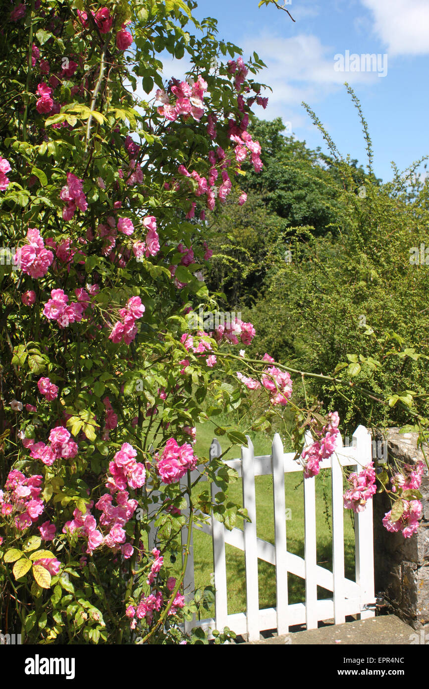 Gartentor mit Rosen auf Llanblethian, Cowbridge Stockfoto