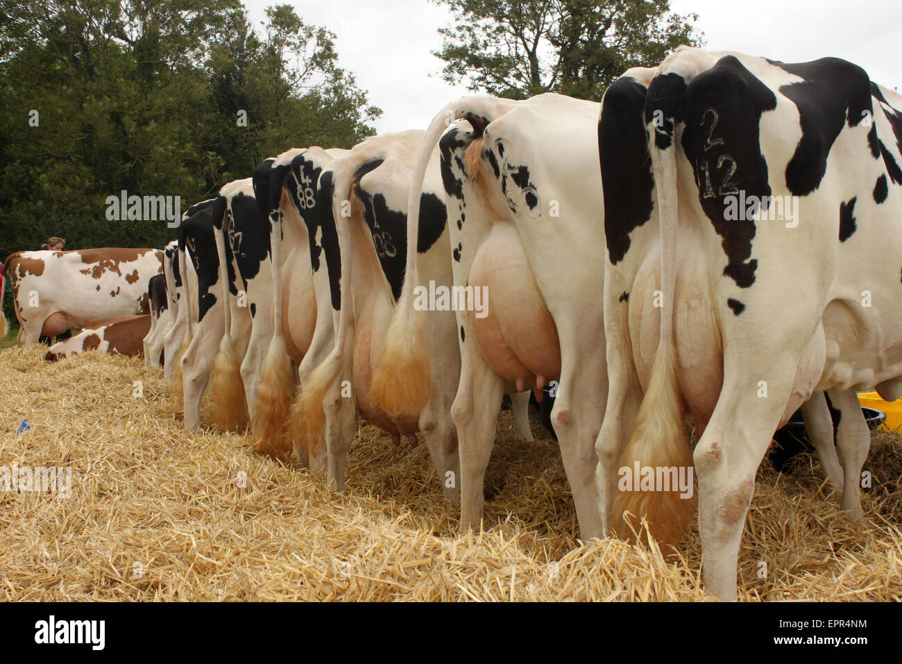 Kühe euter Fotos und Bildmaterial in hoher Auflösung Alamy