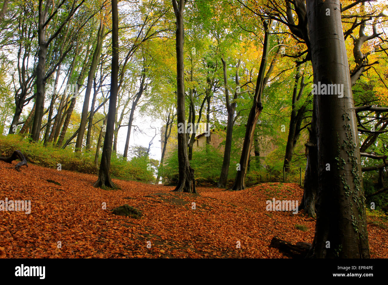 Castell Coch aus dem Schloss Wald Stockfoto