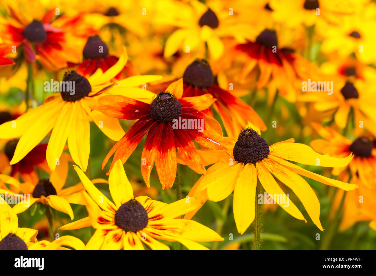 Anschauliche farbige Rudbeckia oder schwarz eyed Susans im Spätsommer Garten. Stockfoto