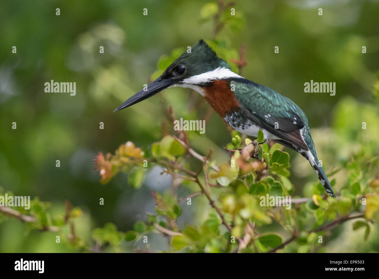 männliche grün Kingfisher (Chloroceryle Americana) Stockfoto