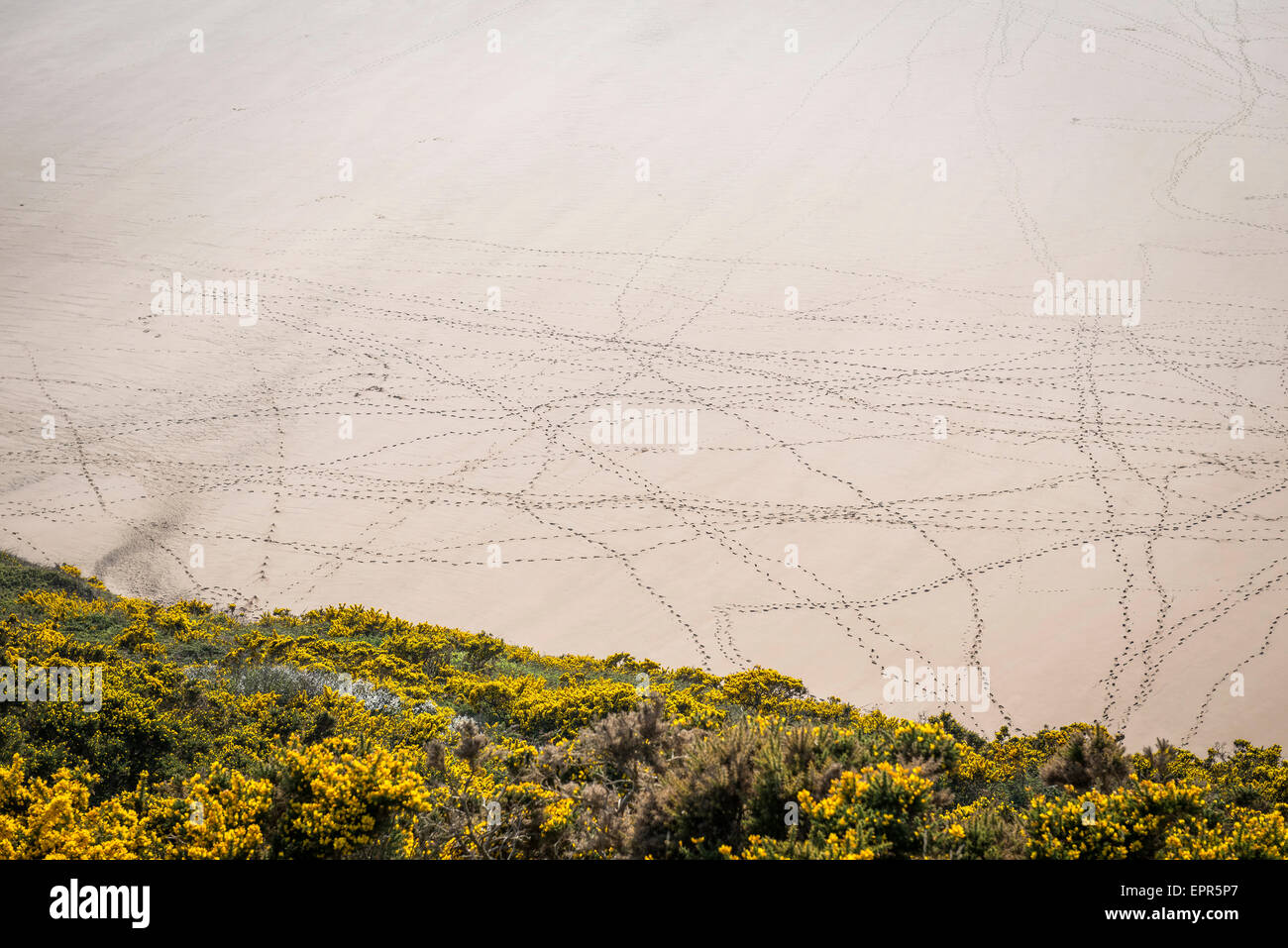 Spuren im Sand in Oxwich Bay auf der Gower-Halbinsel in Süd-Wales Stockfoto
