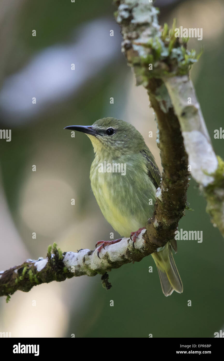 weibliche rotbeinige Kleidervogel (Cyanerpes Cyaneus) Stockfoto