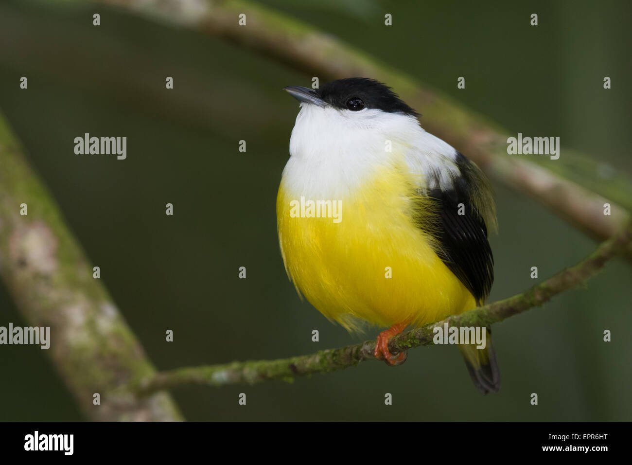 männliche weiße-Kragen Manakin (Manacus Candei) Stockfoto männliche weiße-Kragen Manakin (Manacus Candei) Stockfoto